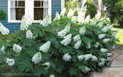 Snow Queen Oakleaf Hydrangea - 2 Gallon Pot -Garden Plants Shop Hydrangea Oakleaf Snow Queen 11