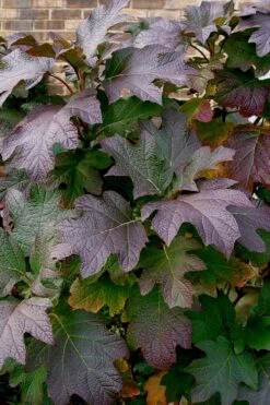 Snow Queen Oakleaf Hydrangea - 2 Gallon Pot -Garden Plants Shop Hydrangea Oakleaf Snow Queen 3