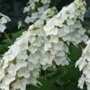 Snow Queen Oakleaf Hydrangea - 2 Gallon Pot -Garden Plants Shop Hydrangea Oakleaf Snow Queen 8