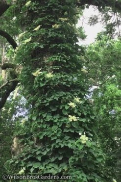 Moonlight Climbing Hydrangea - 2 Gallon Pot -Garden Plants Shop Hydrangea Petiolaris Climbing Tree 18 3