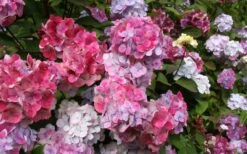 Preziosa Multi Color Hydrangea - 1 Gallon Pot -Garden Plants Shop Hydrangea Preziosa 18 1