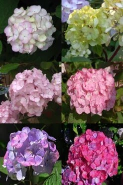 Preziosa Multi Color Hydrangea - 1 Gallon Pot -Garden Plants Shop Hydrangea Preziosa 19 1