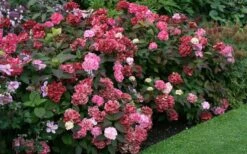 Preziosa Multi Color Hydrangea - 1 Gallon Pot -Garden Plants Shop Hydrangea Preziosa 7 1