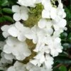Semmes Beauty Oakleaf Hydrangea - 3 Gallon Pot -Garden Plants Shop Hydrangea Semmes Beauty 10