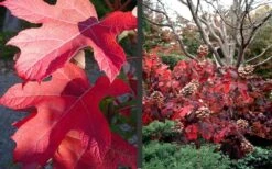 Semmes Beauty Oakleaf Hydrangea - 3 Gallon Pot -Garden Plants Shop Hydrangea Semmes Beauty Fall Foliage Color