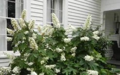 Semmes Beauty Oakleaf Hydrangea - 3 Gallon Pot -Garden Plants Shop Hydrangea Semmes Beauty Home Foundation Planting