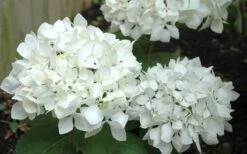 Sister Theresa Hydrangea - 1 Gallon Pot -Garden Plants Shop Hydrangea Sister Theresa 50