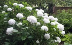 Sister Theresa Hydrangea - 1 Gallon Pot -Garden Plants Shop Hydrangea Sister Theresa 51