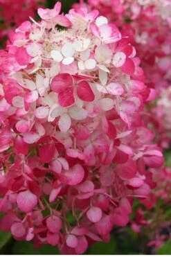 Strawberry Sundae Hydrangea - 3 Gallon Pot 11 Strawberry Sundae Hydrangea - 3 Gallon Pot -Garden Plants Shop Hydrangea Strawberry Sundae Flower 1