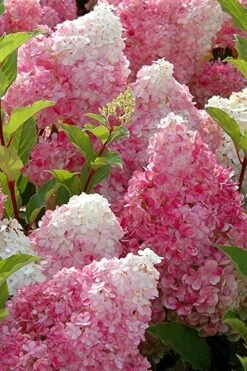 Strawberry Sundae Hydrangea - 3 Gallon Pot 12 Strawberry Sundae Hydrangea - 3 Gallon Pot -Garden Plants Shop Hydrangea Strawberry Sundae Flowers 3