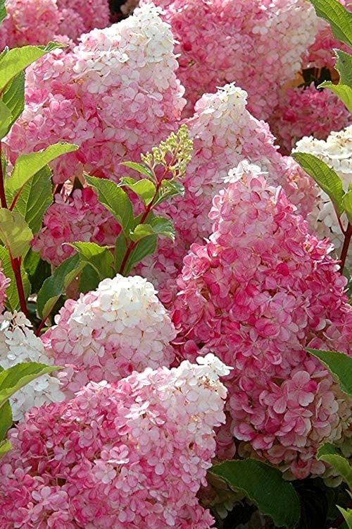 Strawberry Sundae Hydrangea - 3 Gallon Pot 7 Strawberry Sundae Hydrangea - 3 Gallon Pot - Image 5
