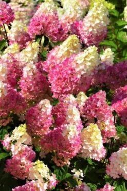 Strawberry Sundae Hydrangea - 3 Gallon Pot 13 Strawberry Sundae Hydrangea - 3 Gallon Pot -Garden Plants Shop Hydrangea Strawberry Sundae Flowers 5