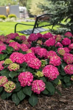 Summer Crush Endless Summer Hydrangea - 7 Gallon Pot -Garden Plants Shop Hydrangea Summer Crush Endless Summer 3 2