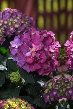 Summer Crush Endless Summer Hydrangea - 7 Gallon Pot -Garden Plants Shop Hydrangea Summer Crush Endless Summer 4 2