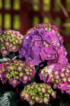 Summer Crush Endless Summer Hydrangea - 1 Gallon Pot -Garden Plants Shop Hydrangea Summer Crush Endless Summer 5