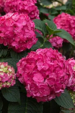Summer Crush Endless Summer Hydrangea - 7 Gallon Pot -Garden Plants Shop Hydrangea Summer Crush Endless Summer 6 2