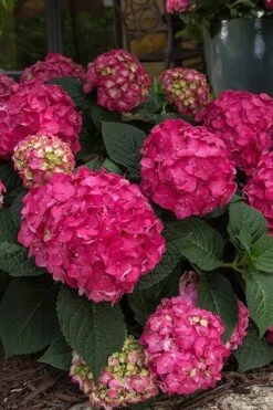 Summer Crush Endless Summer Hydrangea - 1 Gallon Pot -Garden Plants Shop Hydrangea Summer Crush Endless Summer 7