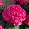 Summer Crush Endless Summer Hydrangea - 1 Gallon Pot -Garden Plants Shop Hydrangea Summer Crush Endless Summer 8