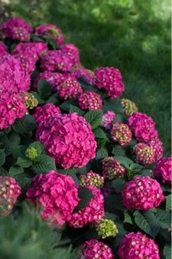 Summer Crush Endless Summer Hydrangea - 1 Gallon Pot -Garden Plants Shop Hydrangea Summer Crush Endless Summer 9