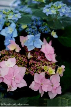 Tuff Stuff Ah-Ha Mountain Hydrangea - 3 Gallon Pot -Garden Plants Shop Hydrangea Tuff Stuff 5