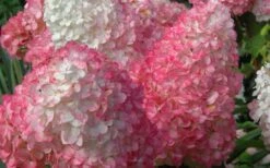 Vanilla Strawberry Hydrangea - 1 Gallon Pot -Garden Plants Shop Hydrangea Vanilla Strawberry 2