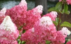 Vanilla Strawberry Hydrangea - 1 Gallon Pot -Garden Plants Shop Hydrangea Vanilla Strawberry 3