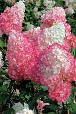 Vanilla Strawberry Hydrangea - 1 Gallon Pot -Garden Plants Shop Hydrangea Vanilla Strawberry BS