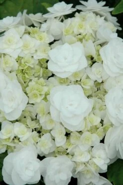Double Delights Wedding Gown Lacecap Hydrangea - 3 Gallon Pot -Garden Plants Shop Hydrangea Wedding Gown 2