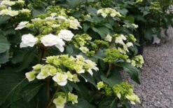 Double Delights Wedding Gown Lacecap Hydrangea - 3 Gallon Pot -Garden Plants Shop Hydrangea Wedding Gown 6