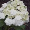 Double Delights Wedding Gown Lacecap Hydrangea - 3 Gallon Pot -Garden Plants Shop Hydrangea Wedding Gown 8