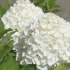 White Wedding Hydrangea - 3 Gallon Pot -Garden Plants Shop Hydrangea White Wedding Closeup 5 x750 1