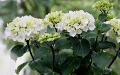 Zebra Hydrangea - 1 Gallon Pot -Garden Plants Shop Hydrangea Zebra Flowers