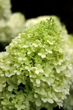 Limelight PeeGee Hydrangea - 2.5 Gallon Pot -Garden Plants Shop Hydrangea limelightf BS 1