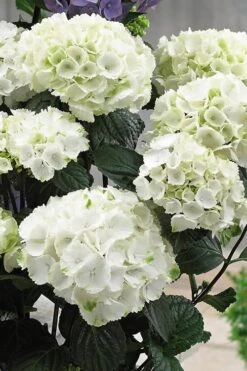 Zebra Hydrangea - 1 Gallon Pot -Garden Plants Shop Hydrangrea Zebra 12