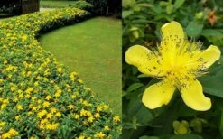 Creeping St Johns Wort (Hypericum Calycinum) - 5 Pack Of Quart Pots -Garden Plants Shop Hypericum Calycinum 2