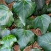 Algerian Ivy - Hedera Helix - 5 Pack Of Pint Pots -Garden Plants Shop Ivy Algerian 500x750 1