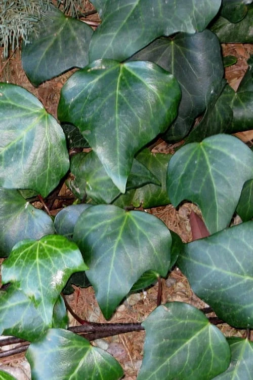 Algerian Ivy - Hedera Helix - 5 Pack Of Pint Pots 3 Algerian Ivy - Hedera Helix - 5 Pack Of Pint Pots
