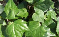 Algerian Ivy - Hedera Helix - 10 Count Flat Of Pint Pots -Garden Plants Shop Ivy Algerian Closeup 1