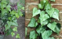 Algerian Ivy - Hedera Helix - 10 Count Flat Of Pint Pots -Garden Plants Shop Ivy Algerian Combo 1