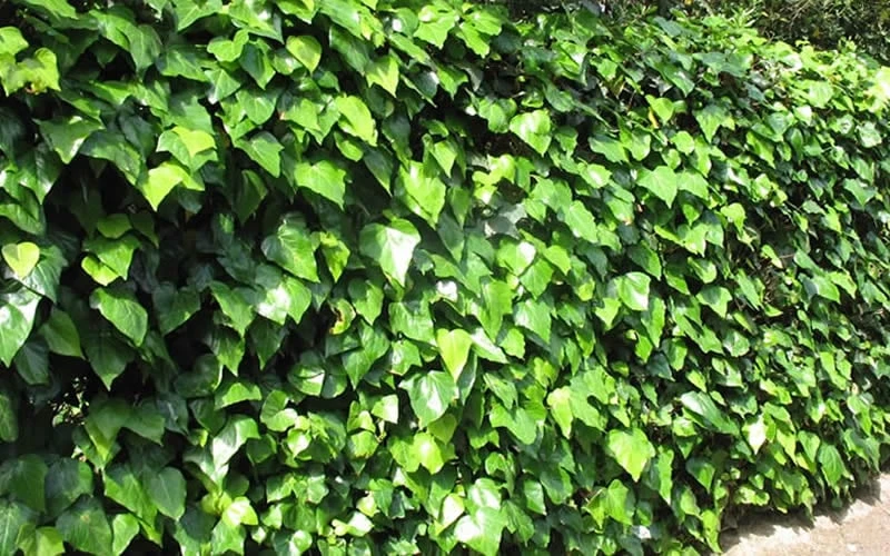 Algerian Ivy - Hedera Helix - 5 Pack Of Pint Pots 7 Algerian Ivy - Hedera Helix - 5 Pack Of Pint Pots - Image 5