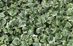 Anne Marie White Variegated Ivy (Hedera Helix) - 6 Pack Of 2.5" Pots -Garden Plants Shop Ivy Anne Marie 1