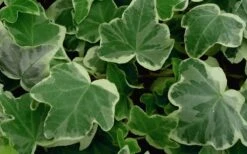 Anne Marie White Variegated Ivy (Hedera Helix) - 10 Count Flat Of Pint Pots -Garden Plants Shop Ivy Anne Marie 50 2