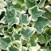 Anne Marie White Variegated Ivy (Hedera Helix) - 5 Pack Of Pint Pots 1 Anne Marie White Variegated Ivy (Hedera Helix) - 5 Pack Of Pint Pots -Garden Plants Shop Ivy Anne Marie 500x750 1