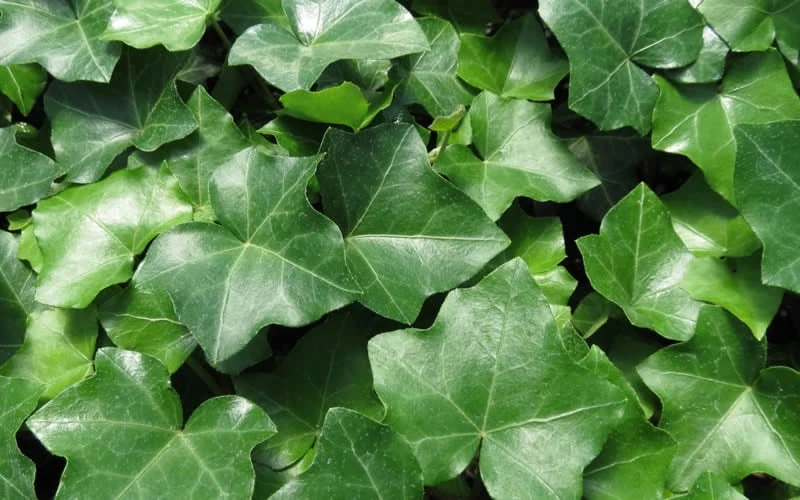 English Ivy - Hedera Helix - 18 Count Flat Of Pint Pots 6 English Ivy - Hedera Helix - 18 Count Flat Of Pint Pots - Image 4