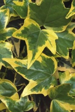 Gold Child Ivy (Hedera Helix) - 6 Pack Of Pint Pots -Garden Plants Shop Ivy Gold Child 1