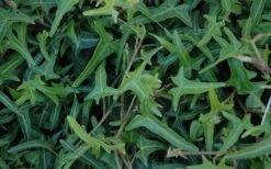 Needlepoint Ivy (Hedera Helix) - 8 Pack Of 2.5" Pots 10 Needlepoint Ivy (Hedera Helix) - 8 Pack Of 2.5" Pots -Garden Plants Shop Ivy Needlepoint 50 1