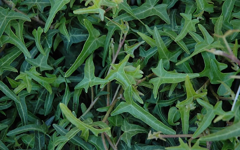 Needlepoint Ivy (Hedera Helix) - 8 Pack Of 2.5" Pots 6 Needlepoint Ivy (Hedera Helix) - 8 Pack Of 2.5" Pots - Image 4