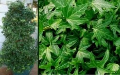 Needlepoint Ivy (Hedera Helix) - 8 Pack Of 2.5" Pots 11 Needlepoint Ivy (Hedera Helix) - 8 Pack Of 2.5" Pots -Garden Plants Shop Ivy Needlepoint Combo 1