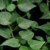 Teardrop Ivy (Hedera Helix) - 5 Pack Of Pint Pots -Garden Plants Shop Ivy Teardrop 500x750 1