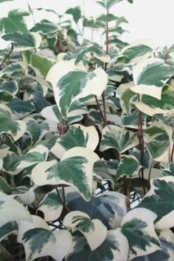 Variegated Algerian Ivy (Hedera Algeriensis 'Gloire De Marengo') - 5 Pack Of Pint Pots 12 Variegated Algerian Ivy (Hedera Algeriensis 'Gloire De Marengo') - 5 Pack Of Pint Pots -Garden Plants Shop Ivy Variegated Algerian 500x750 1